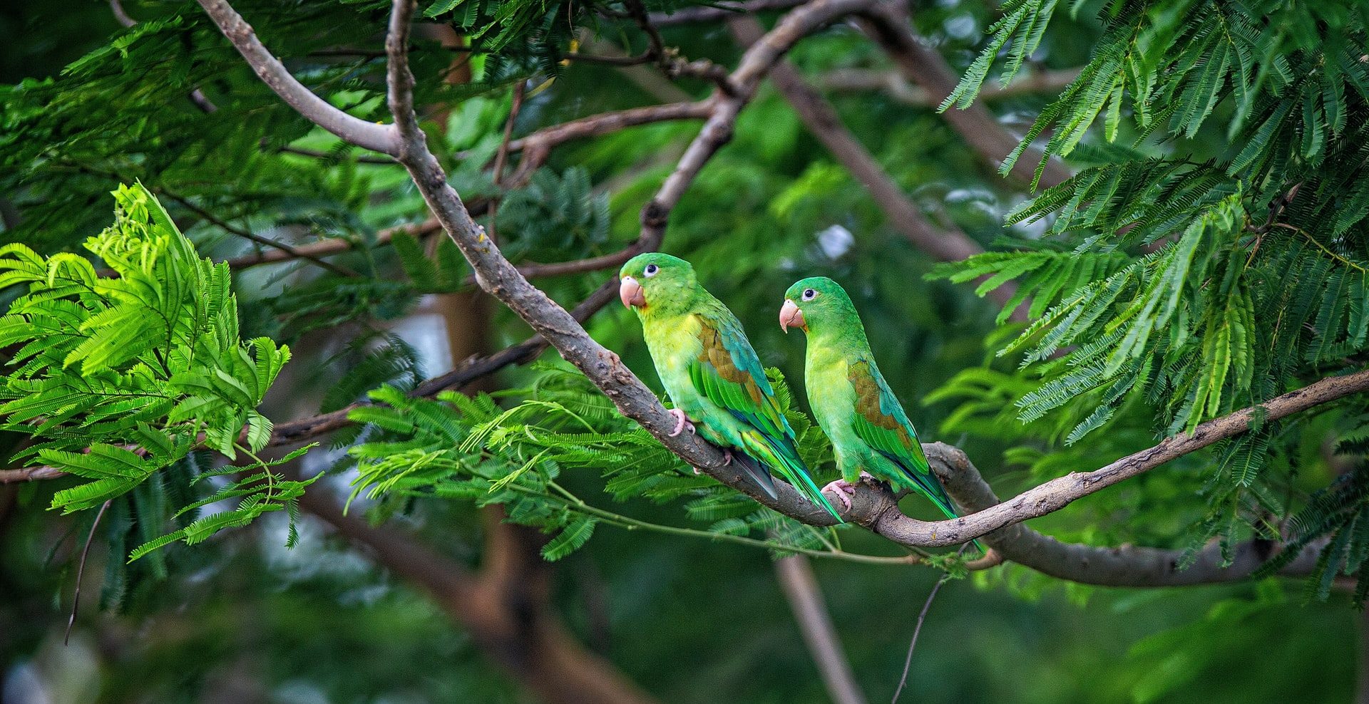 ISTO Americas celebrates World Tourism Day with several webinars