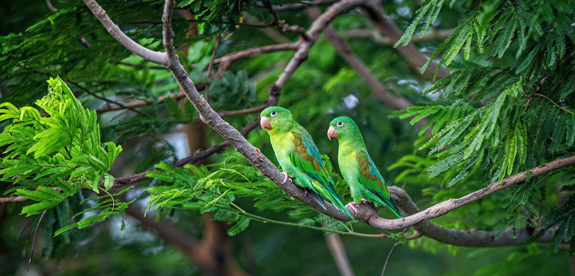 ISTO Amériques célèbre la Journée Mondiale du Tourisme via plusieurs webinaires